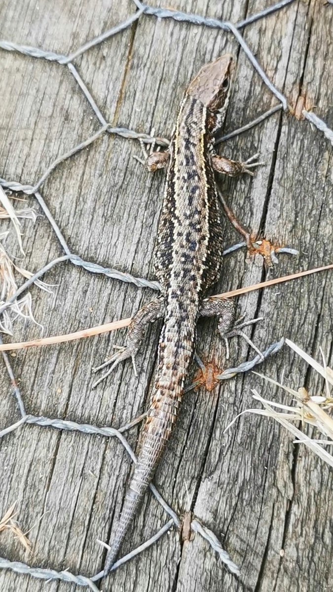 The very best bit about being on @NWTCleyCentre today was seeing more Common Lizards at any one time than I've seen here (or at Walsey) before ~ at least five different individuals on the edge of the boardwalk, warming themselves on the wood. Absolutely loved watching these👌