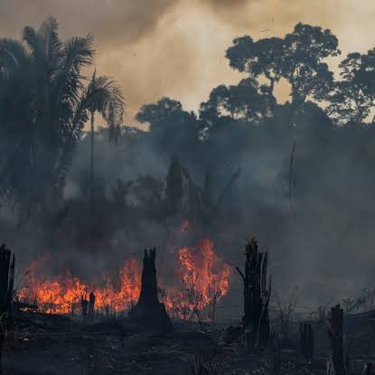 ancapchequei's tweet photo. 🚨GRAVE: Com recordes de incêndio, artistas desistem de 'salvar' a Amazônia. https://t.co/Sl8ZBbo7cz