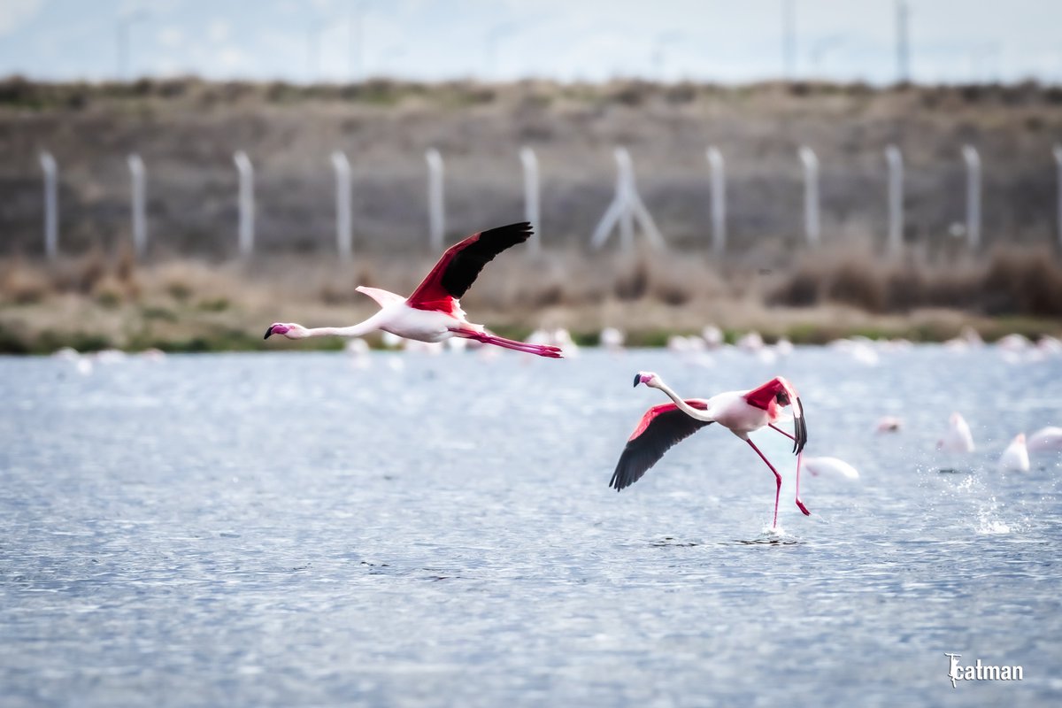 #AkkayaBarajı #Flamingo #Niğde #Turkey #NiğdeFotoSafari 📸 @fkkcat