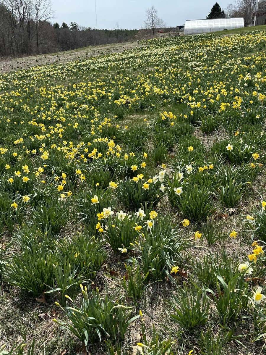 A meadow of daffodils at New England Botanical Garden today.