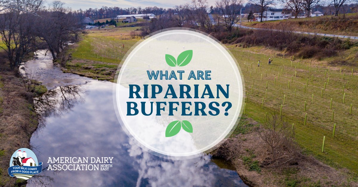 From preventing soil erosion to providing crucial habitat for wildlife, riparian buffers play an important role in protecting the environment. Learn more: ow.ly/X3W350RcsQ9