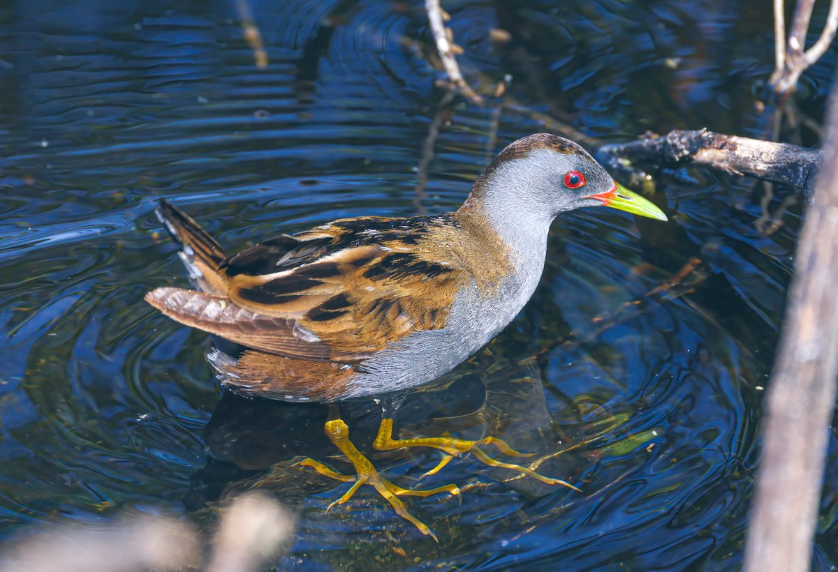 Tonight’s thread, birds only ever seen once! I’m going to start with this little Crake Cyprus 🇨🇾 April 2024