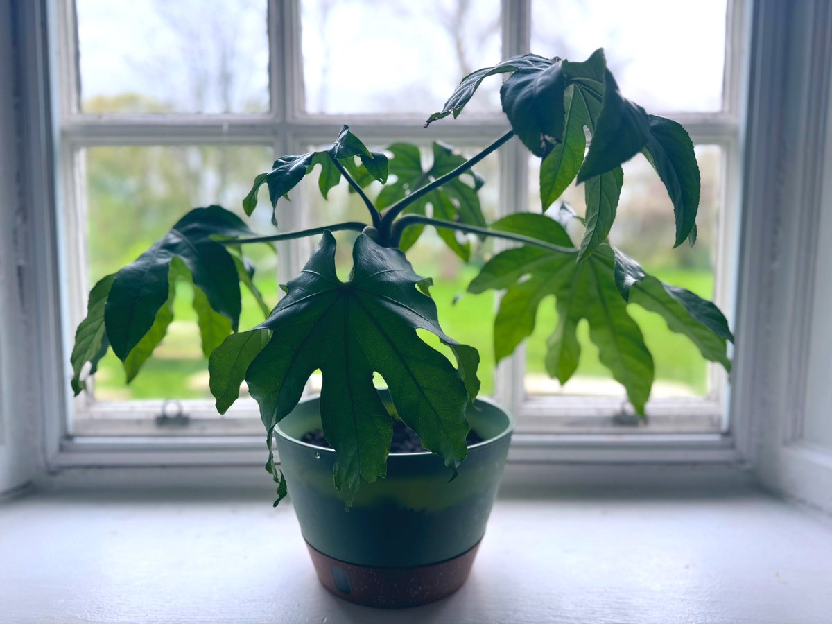 We love getting the odd surprise donations from guest every now and then. This week are very own Chloe, from own YHA Chester team donated this lovely plant for one of our dinning rooms🪴 Chloe thanks for the donation and everything you do at the hostel 💚
