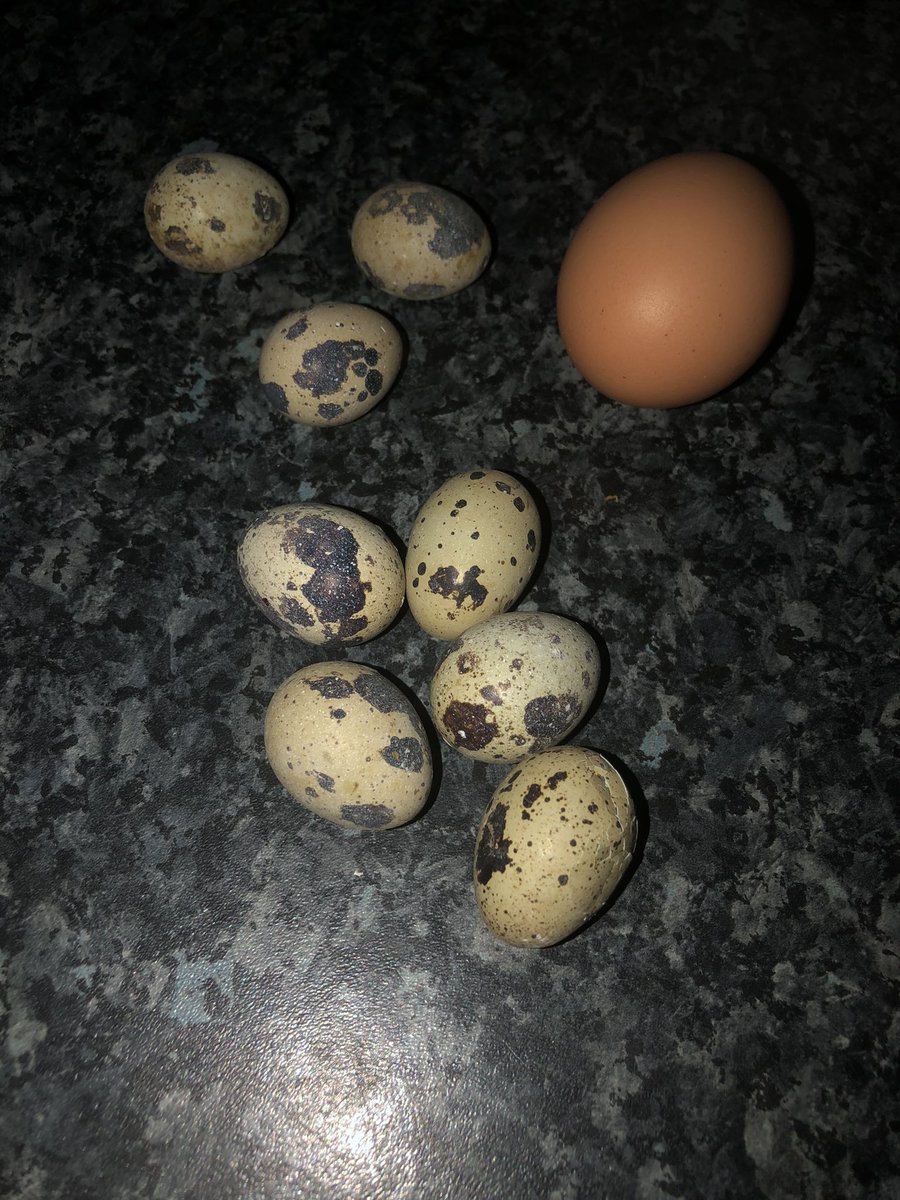 The quails started laying lots of eggs 🥚 the chickens have another this afternoon too