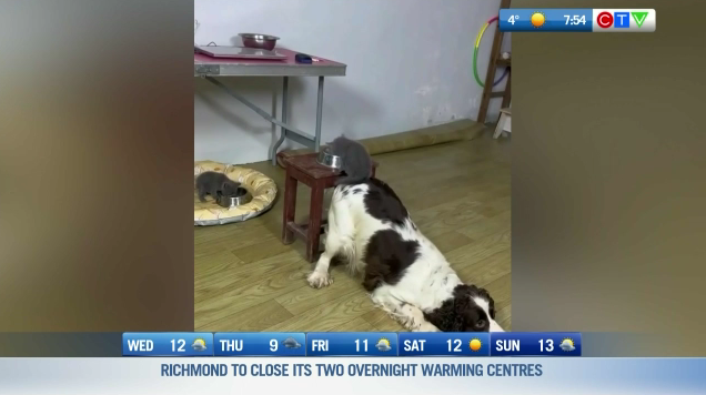 Everybody needs a helping paw! 🐾 This is your Morning Smile! bc.ctvnews.ca/video/c2901037…