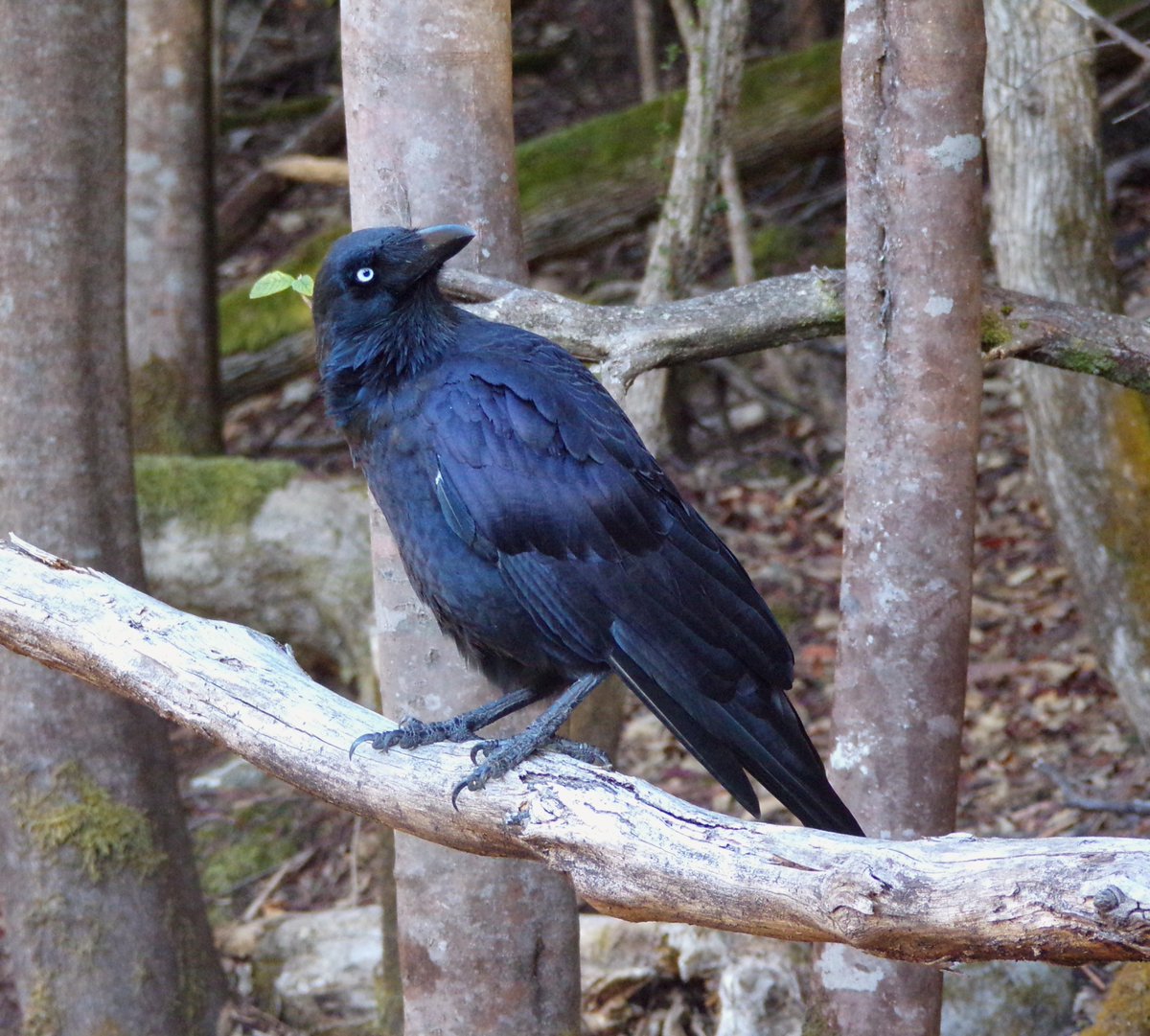 A few more recent shots from the Hobart area of #Tasmania : Grey Fantail, female Scarlet Robin and Forest Raven