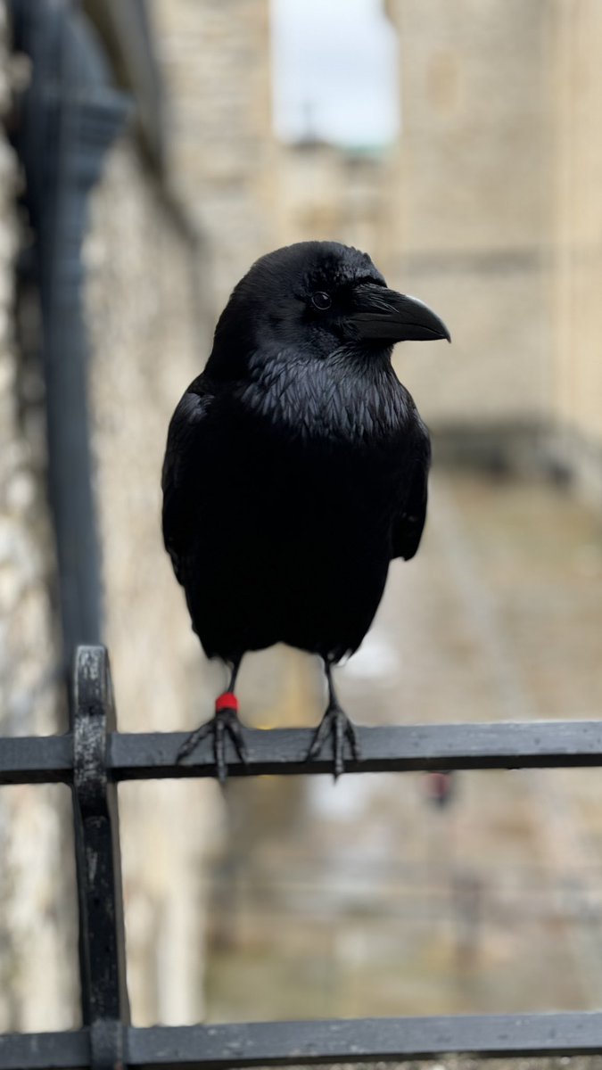 It’s 17:30 and even the ravens are ready to go home. @TowerOfLondon