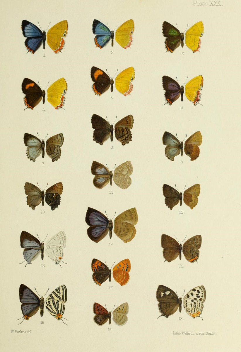 ￼Entomology hive mind: can anyone recommend a field guide to butterflies of Korea (preferably in English but not necessarily)? 🦋📚