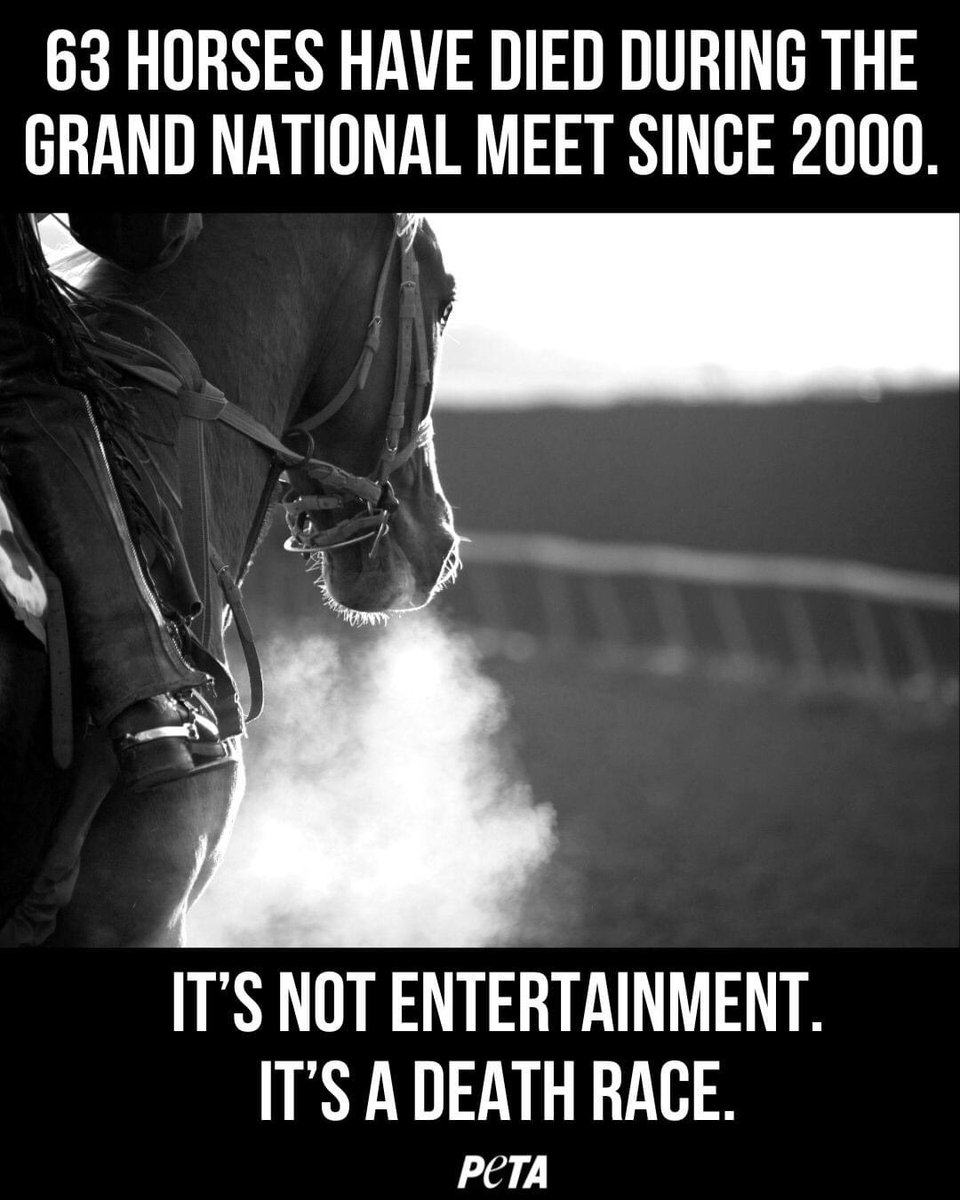 Grand National is a National Disgrace