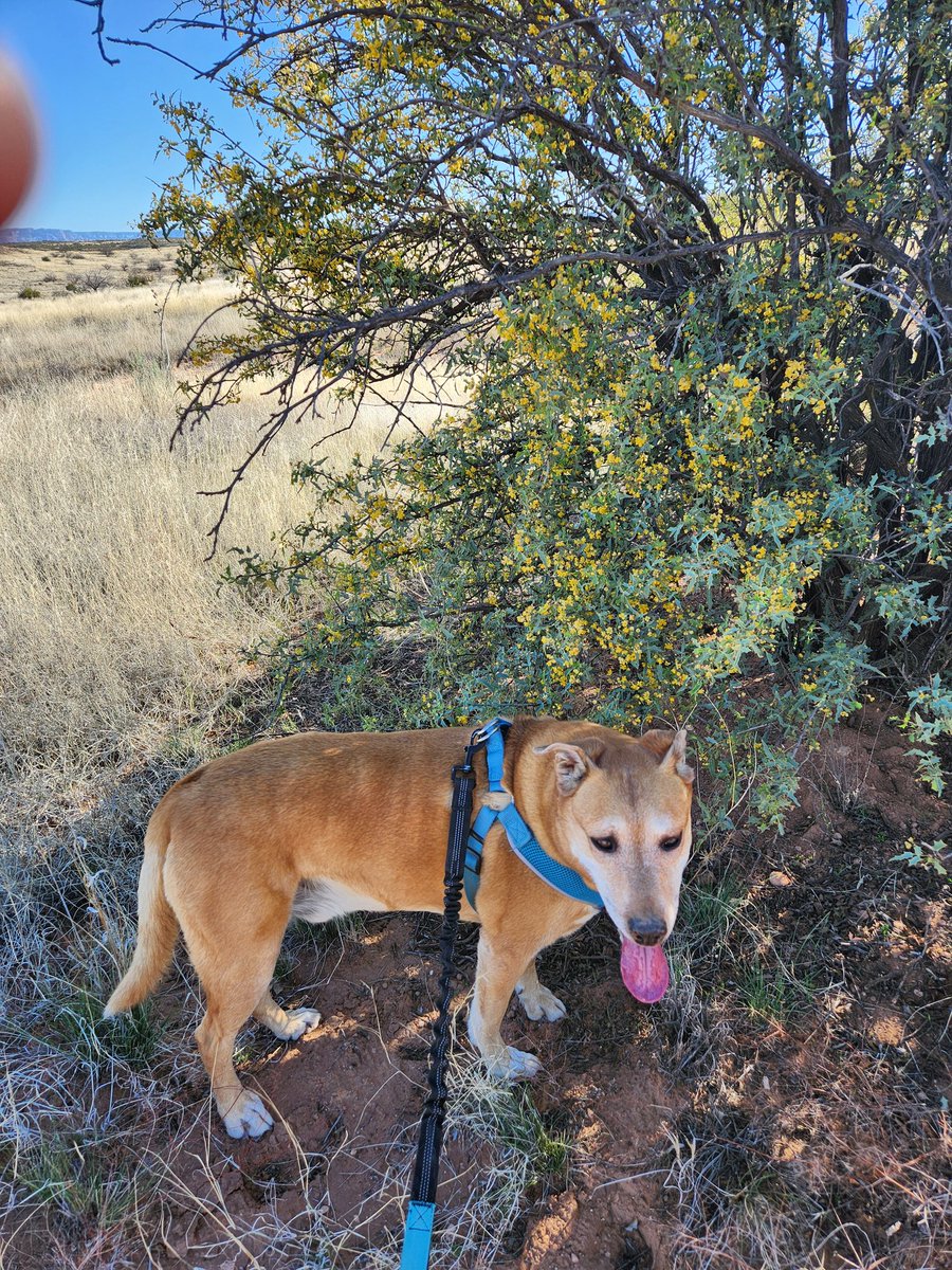 @CoconinoNF Chase isn't 😅 guess being out by 7:30 just wasn't early enough🙄 #HikeSmart #StayHydrated #BePrepared #LNT