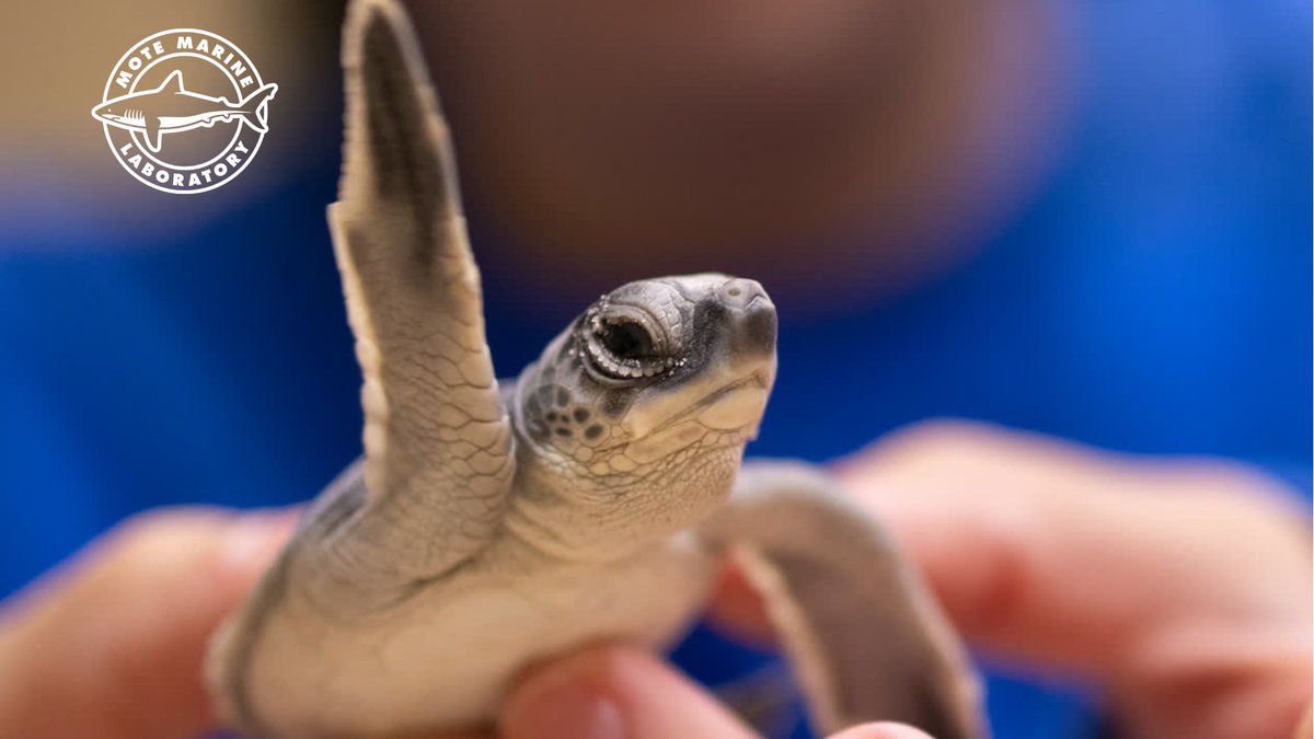 MoteMarineLab's tweet photo. We want to wish a huge THANK YOU to everyone who supported Mote during the #GivingChallenge2024 🙌🫶
#TeamMote raised a total of 💲3️⃣5️⃣4️⃣,0️⃣3️⃣1️⃣ from 1️⃣,0️⃣8️⃣3️⃣ generous donors during this year's challenge‼️
#motemarinelab #thankyou #betheone https://t.co/AnXVKObV2G