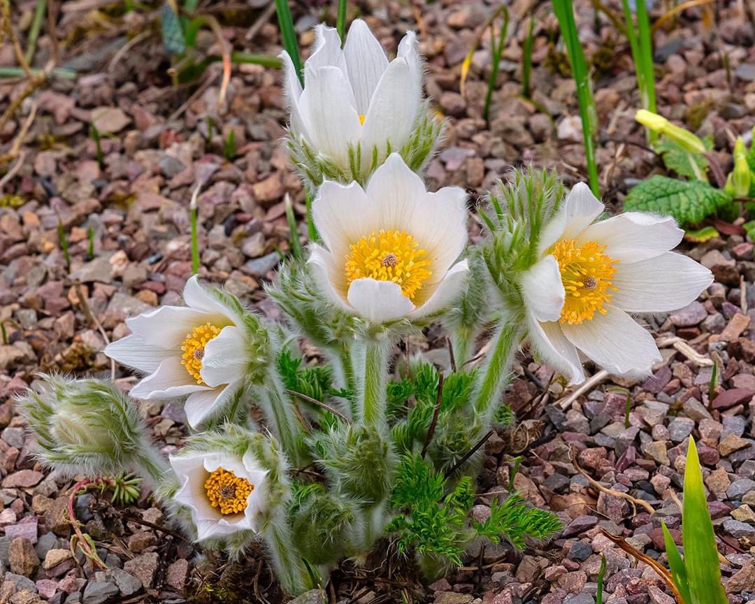 The beautiful silky-looking Pulsatilla vulgaris, commonly known as Pasque Flower, in our Alpinum Garden ⭐🍃 They’ve just started opening and will soon develop into their signature star shape flowers with ferny foliage at their base.