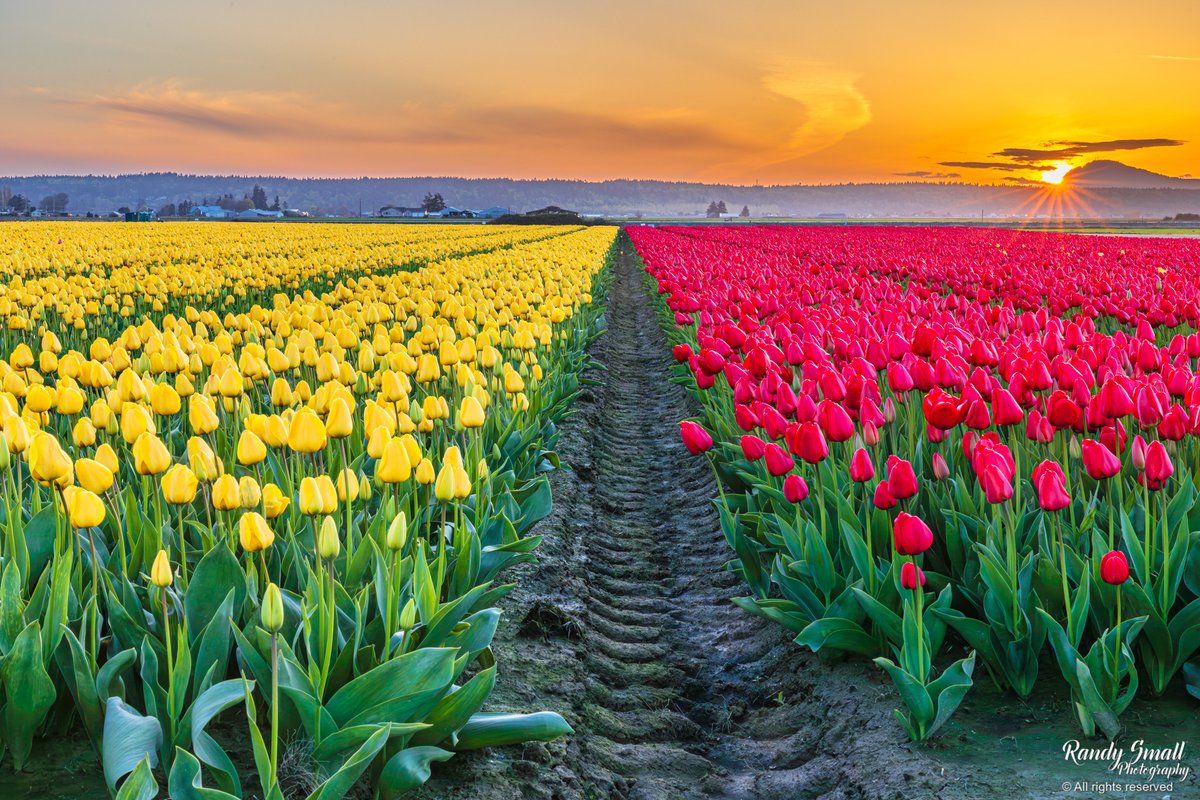 Last night I ventured down to Skagit County, WA and had this tulip field to myself along with a few drones overheard. Just as the sun was beginning its final descent for the night I caught this scene with the beautiful reds and yellows. #pnw #wawx