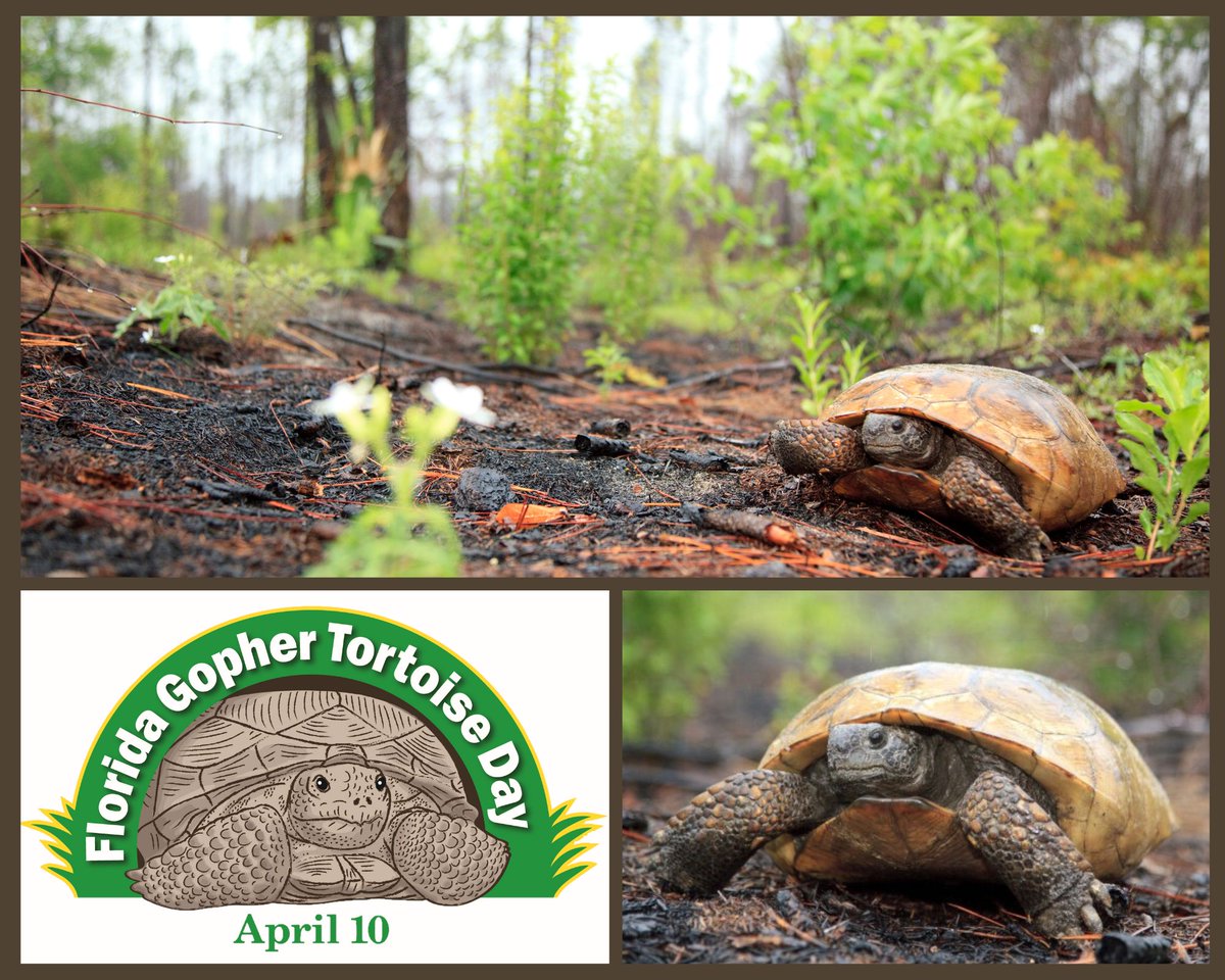 Happy Gopher Tortoise Day!

Today is dedicated to Florida’s only native tortoise. Individuals and organizations across Florida play an important role in helping us achieve our mission to conserve tortoises and the over 350 species that call their burrows home. Gopher Tortoise Day
