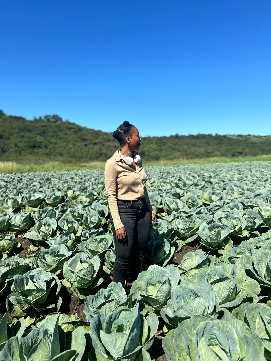 ModoP88's tweet photo. In these parts round here Iโm known as #CabbageGirl ๐ฉ๐ฝโ๐พ๐ค
In March we sold 35k cabbages worth R617k ๐ธ๐
Today farm gate price for cabbage was R16 ๐
Midlands farmers are smart. They take turns to sell to keep the price up.
Chess not checkers โ๏ธ
#Agribusiness ๐ฉ๐ฝโ๐ผ https://t.co/3Ab0sQBBPl