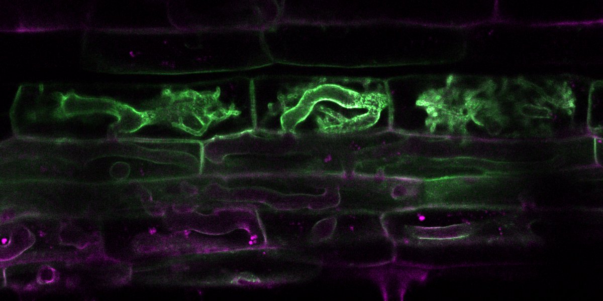 Mid-week #mycorrhiza 🍄
After so much time imaging Rhizophagus irregularis, watching the very wiggly Gigaspora margarita has been 𝘄𝗶𝗹𝗱! A very beautiful mycorrhizal fungus, pictured here in a rice root➿
@PaszkowskiLab