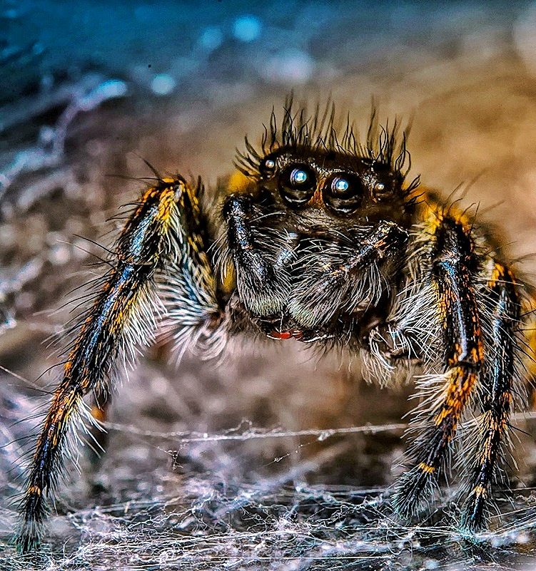 Is it possible to scare a spider? 🤔🕷 Yes. 😂📸 #nikon #Zcreators #photo #photography #photographer #nature #NaturePhotography @NikonEurope @NPhotomag