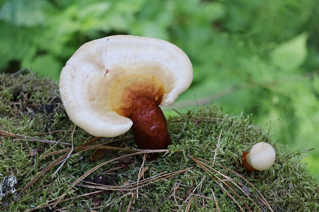 Can Ganoderma provide a solution for staphylococcal infections?

Researchers investigated Ganoderma #mushroom metabolites against Staphylococcus aureus proteins using molecular docking simulations. Many compounds showed robust binding energy with the target proteins.
1/3 #reishi
