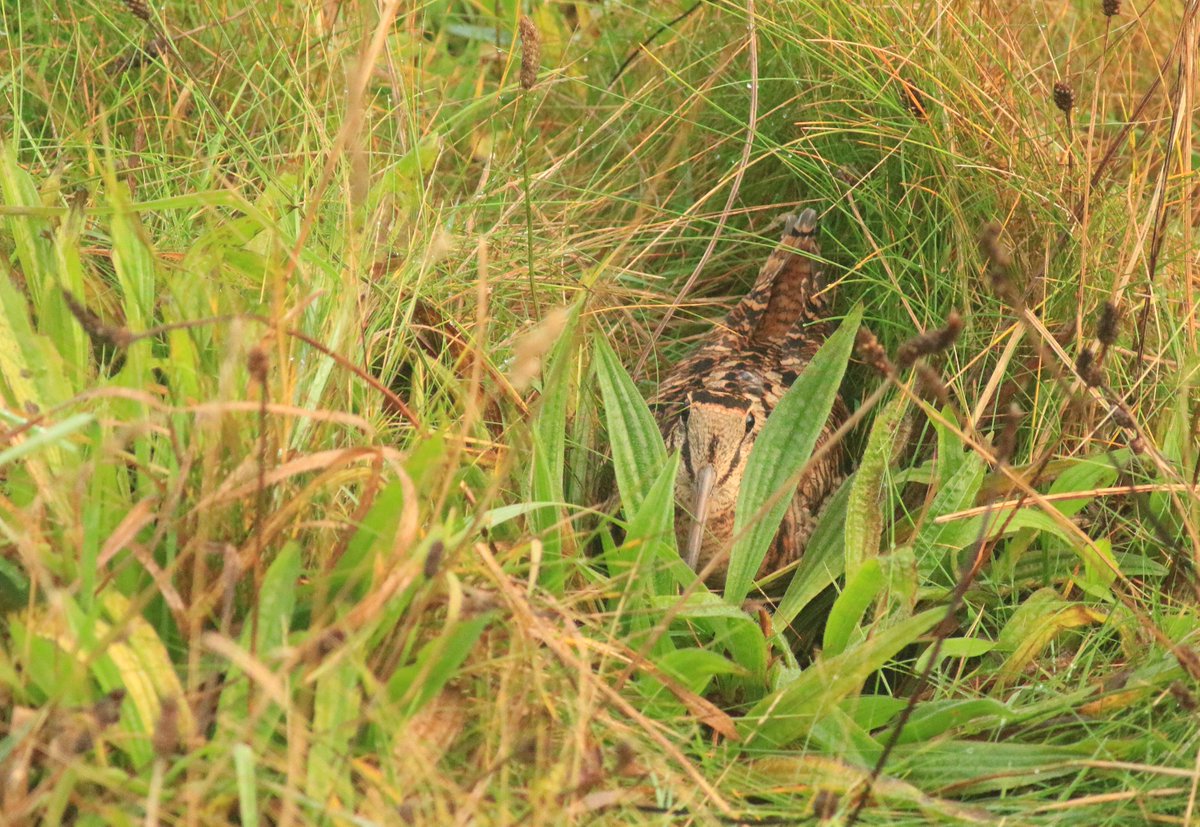 A month of magical migration madness in a tasty ten minute tea-break - October '23 as it happened, massive falls, huge movements, rarities, scarcities and all. Read on here: northernrustic.blogspot.com/2024/03/review… #Filey #Flamborough #Spurn #birdmigration #vismig #nocmig #birding