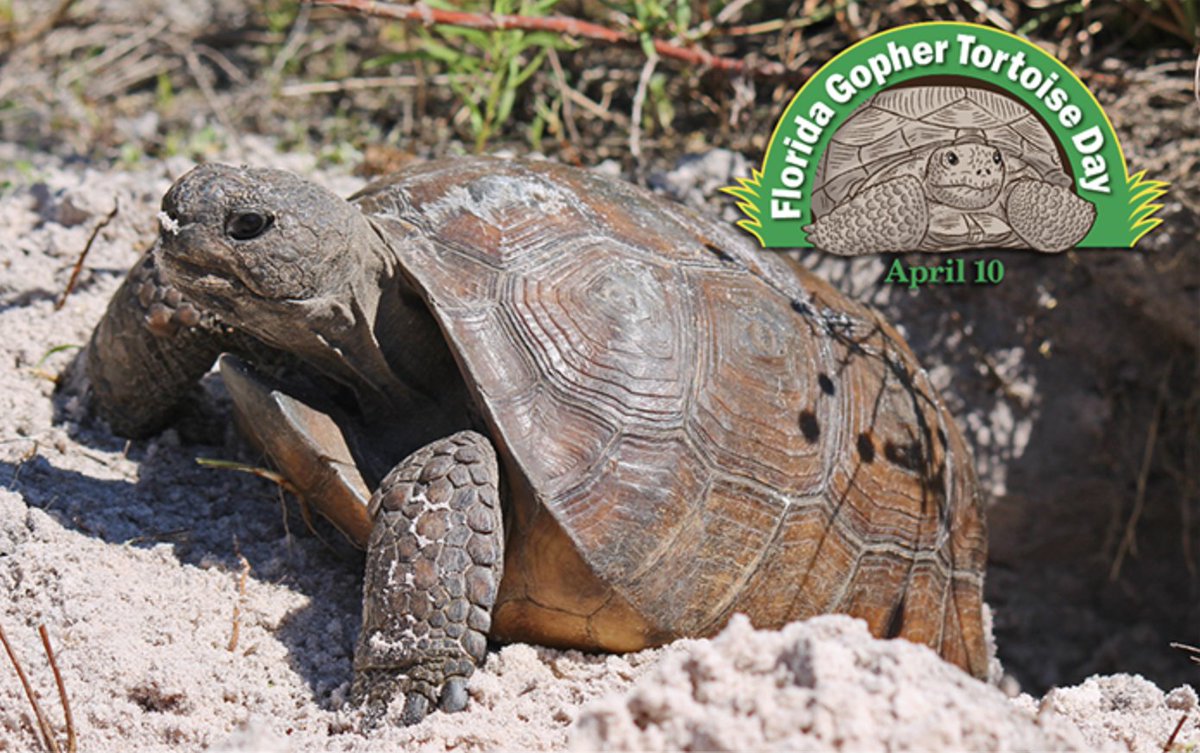 Join @MyFWC in ‘shell-ebration’ of #GopherTortoiseDay by learning more about this vital keystone species. content.govdelivery.com/accounts/FLFFW…