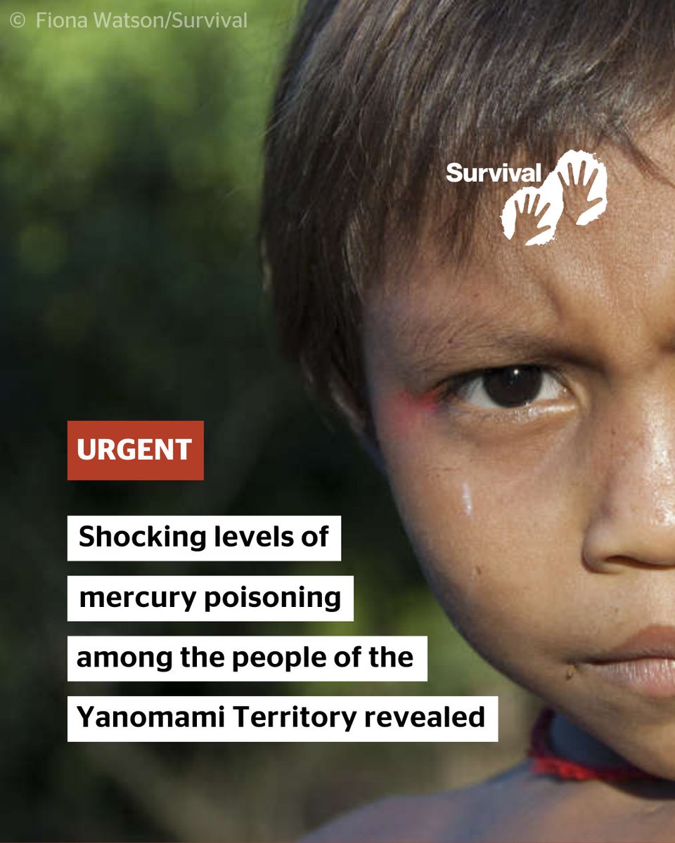 ⚠️ Shocking: in 9 Yanomami villages in Brazil, 94% of the population have mercury poisoning. A study by @oficialfiocruz, supported by @hutukara_yanomami, @texoli_ninam & @socioambiental, reveals terrible levels of mercury poisoning among Indigenous ppl in the Yanomami Territory.