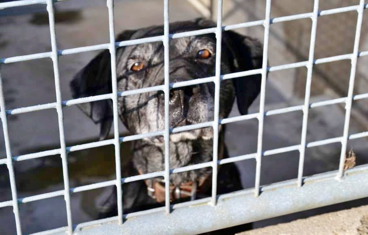 #ACoruña #MORITA tiene sobre 8 años. Llegó a la perrera luego de que su 'familia' ya no pudiese cuidarla. Es una nena activa, pero cada día camina más tranquila y relajada. Le encanta disfrutar de largos paseos, aunque lo que más le gusta es comer. Muy sociable con la gente,…