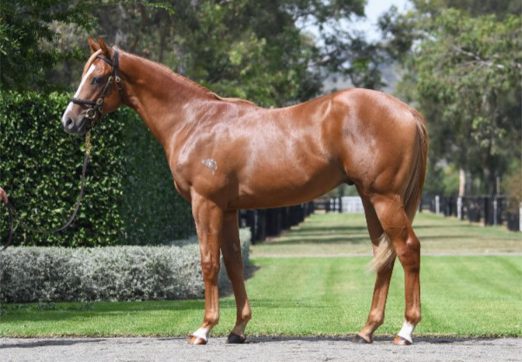 AU$1.3 Million Colt Leads Justify Offerings at Inglis Easter. A worldwide sensation, Justify’s popularity was on display at this week’s Inglis Australia Easter Yearling Sale, led by... bit.ly/3TQVKDT