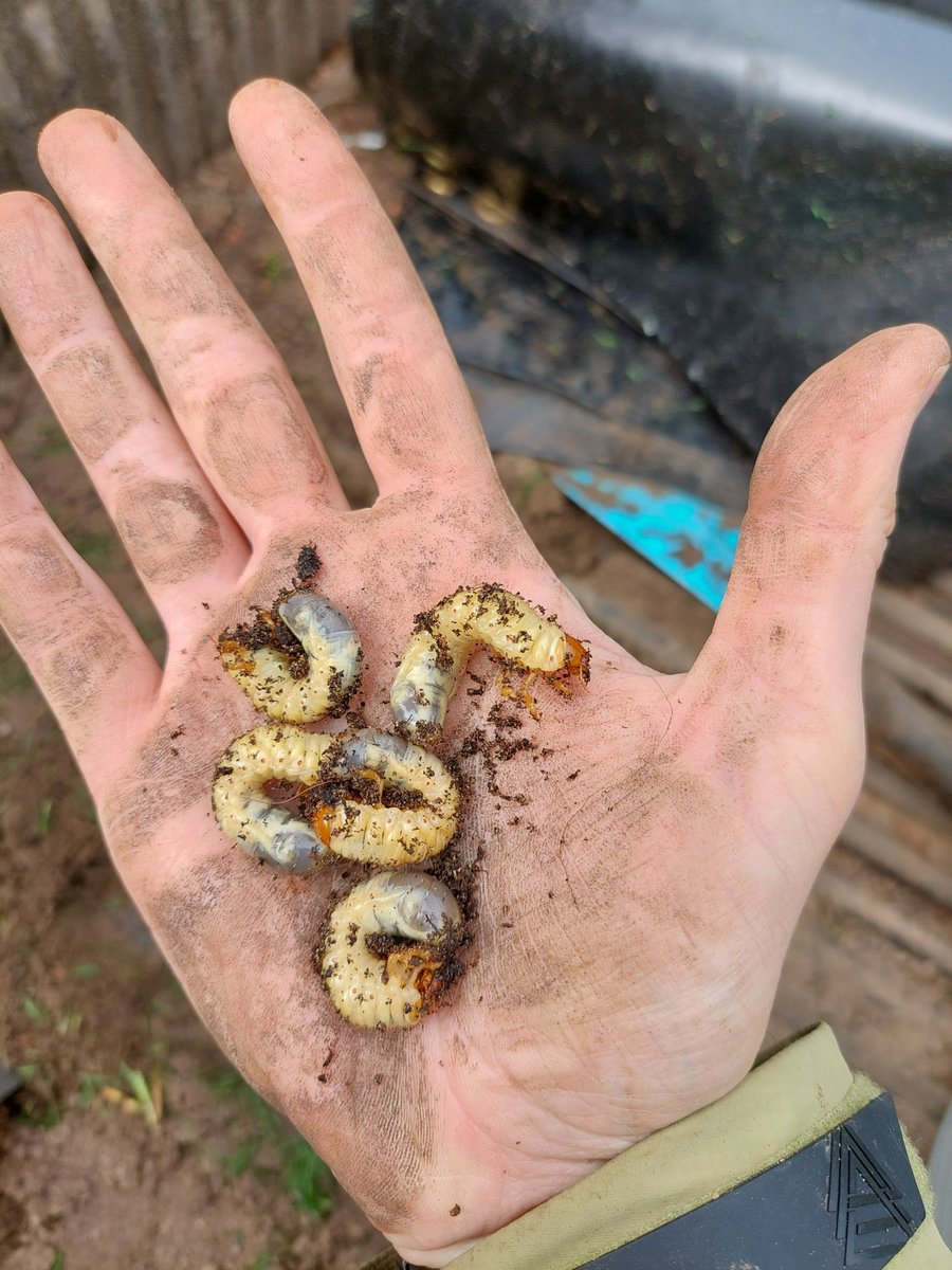 gppLoakes's tweet photo. Great day, dig for trial comparing #Acelepryn solo & with #Nematrident & #Nemaspreader
Great to see an integrated program come together.
Rain didn't dampen the spirits of the dig team, thanks to those who helped out I couldn't have done it without!
@SyngentaTurfUK
@ICL_Turf https://t.co/bWtnPUhorm