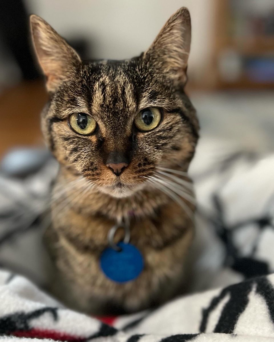 Don't let Mini's dramatic markings and striking eyes fool you - there's not one ounce of drama in this girl! She is a chatty and cuddly cat who will let you know when she wants attention with a gentle head bump. Interested? Email her foster family at cateb.dc@gmail.com!