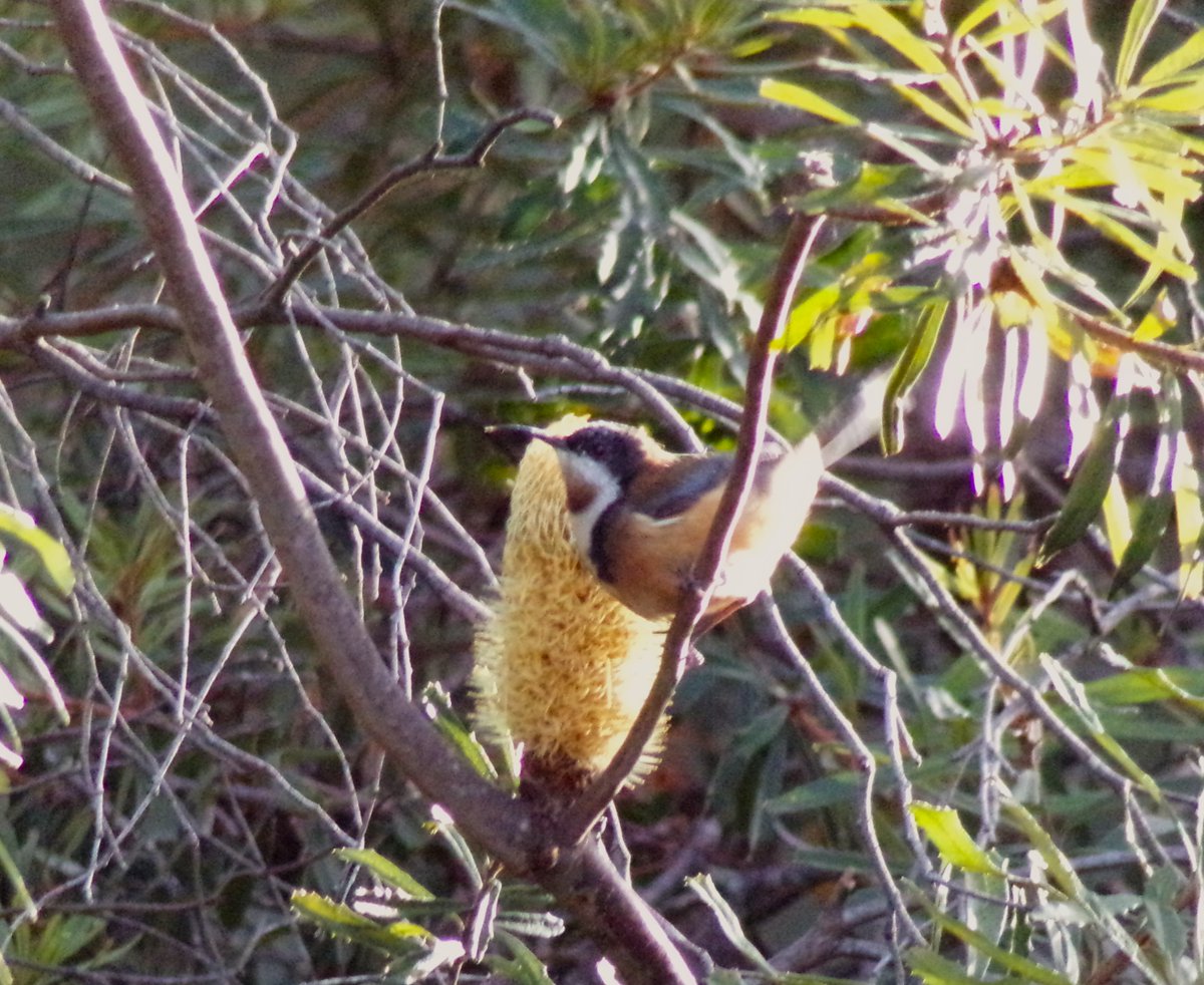 Some recent Australian west - east comparisons: Western Wattlebird and Western Spinebill (left) near Perth #WesternAustralia v Little Wattlebird and Eastern Spinebill (right) in #Tasmania