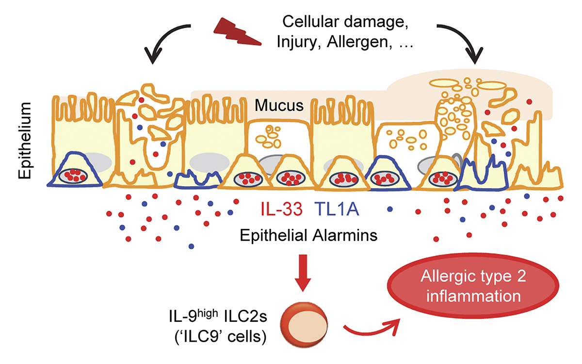 Schmitt, Duval, Girard et al @IpbsToulouse show TL1A is an epithelial cytokine that cooperates w/ IL-33 in the initiation of allergic airway #inflammation. TL1A functions as an alarmin important for early induction of IL-9high ILC2s after allergen exposure hubs.la/Q02sqCPg0