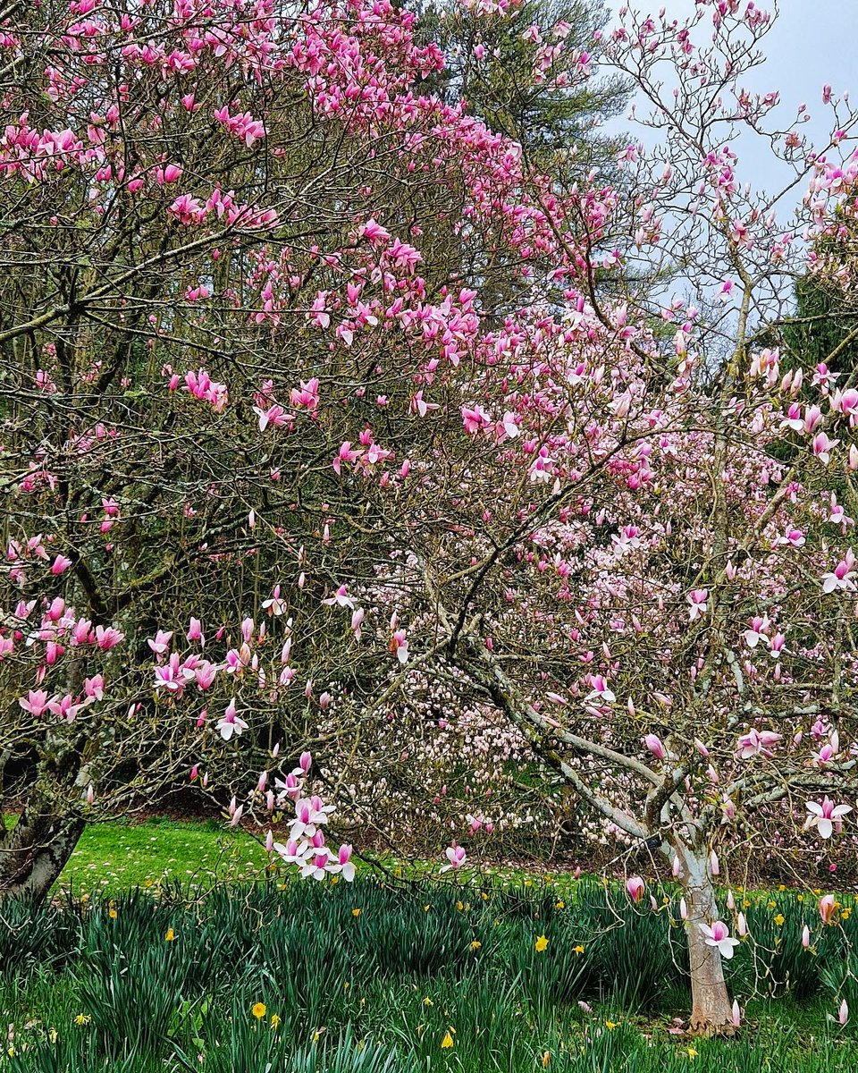 With spring flowers and blossom starting to really make their presence felt, now's a great time to visit @batsforda 📸 @louise__slack #batsfordarboretum #discoverCotswolds