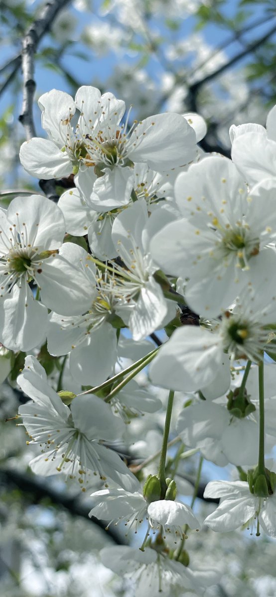 İYİ BAYRAMLAR … 🌺