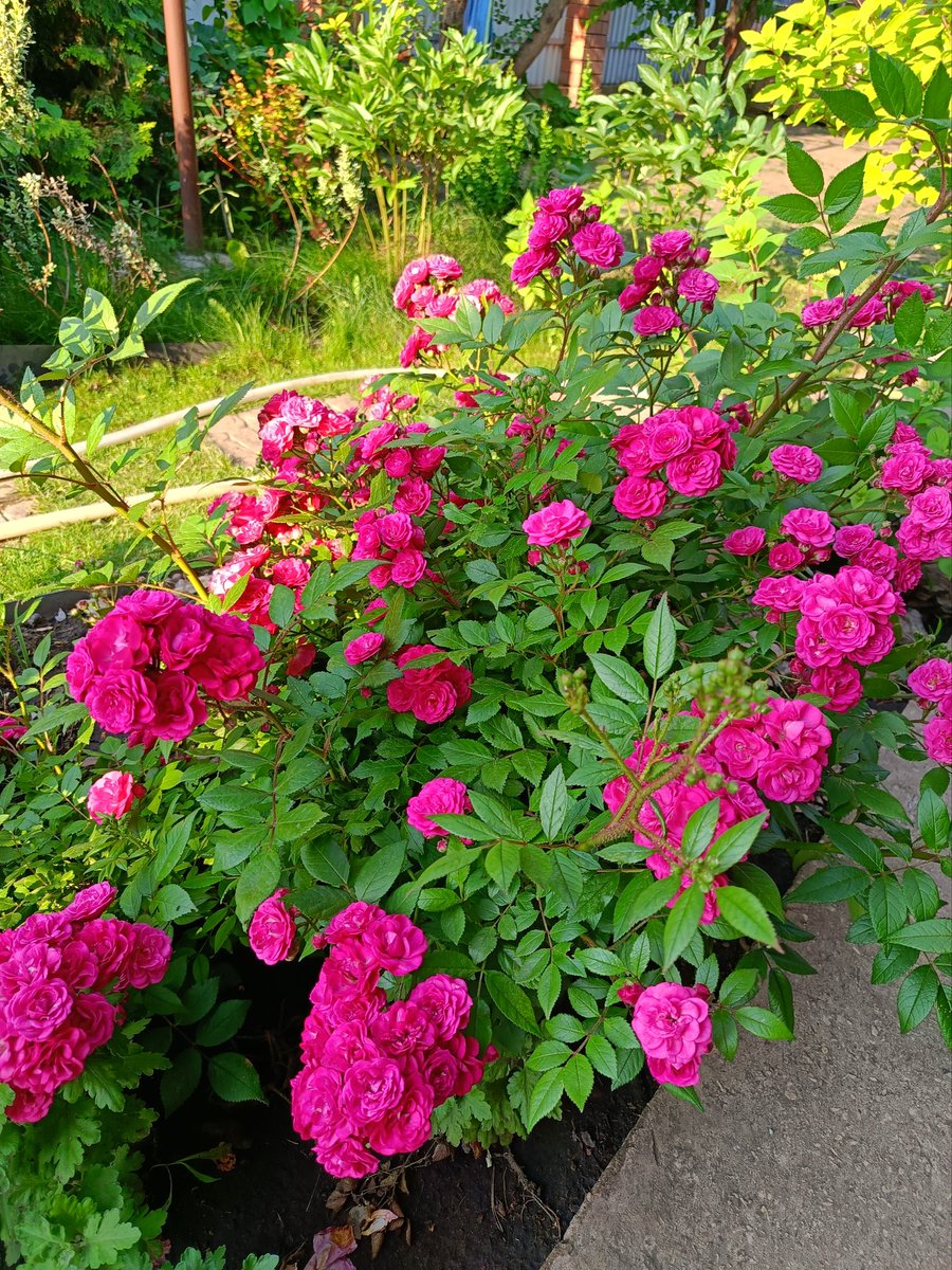 Beautiful flower garden with blooming roses 🌹. Blooming roses in my garden
#rose #roses #flower garden #flowerbed #rose garden #flowers #flowerstagram #flowergarden #flowersflowersflowers #flowersforthegarden #gardenideas #gardens #green #gardener #gardendesign #beautiful #rose