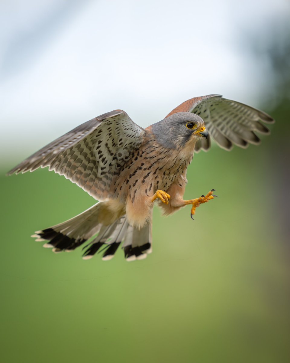 Here comes daddy Kez ..
Eyes on the prize 🏆 

#wildlifephotography #BirdsOfPrey 
#kestrel #BirdsOfTwitter #nature
#wikdlife #birds #birdsinflight