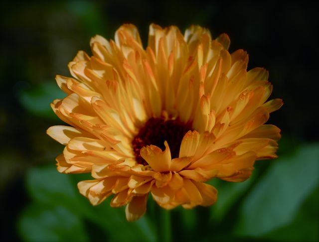 Calendula are beautiful and simple to grow. Kids love growing them too. Don't deprive the kids! My 'Art Shades' are only £1.95 a packet....FGS! Do it for the kids!! higgledygarden.com/product/calend…