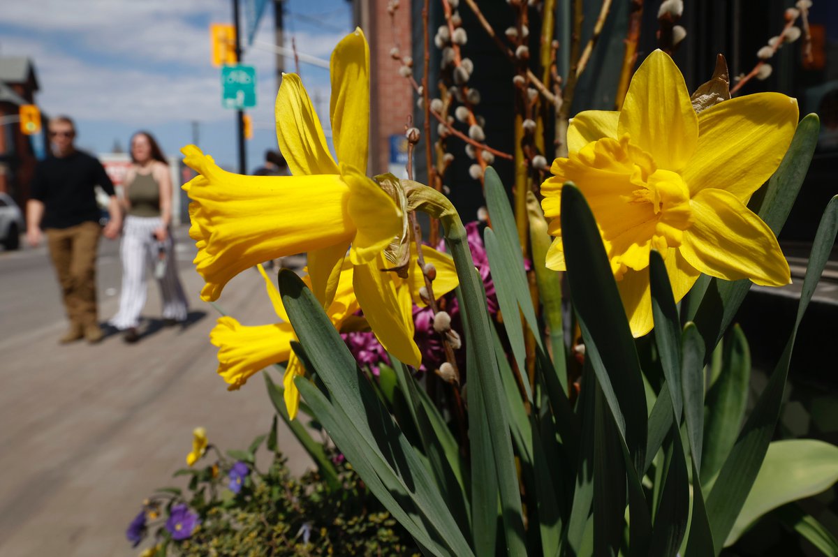 #Spring #flowers and spring #love on Bank Street Wednesday. Temperatures reached 21 degrees in #Ottawa Wednesday. @OttawaCitizen #ottweather #Weather