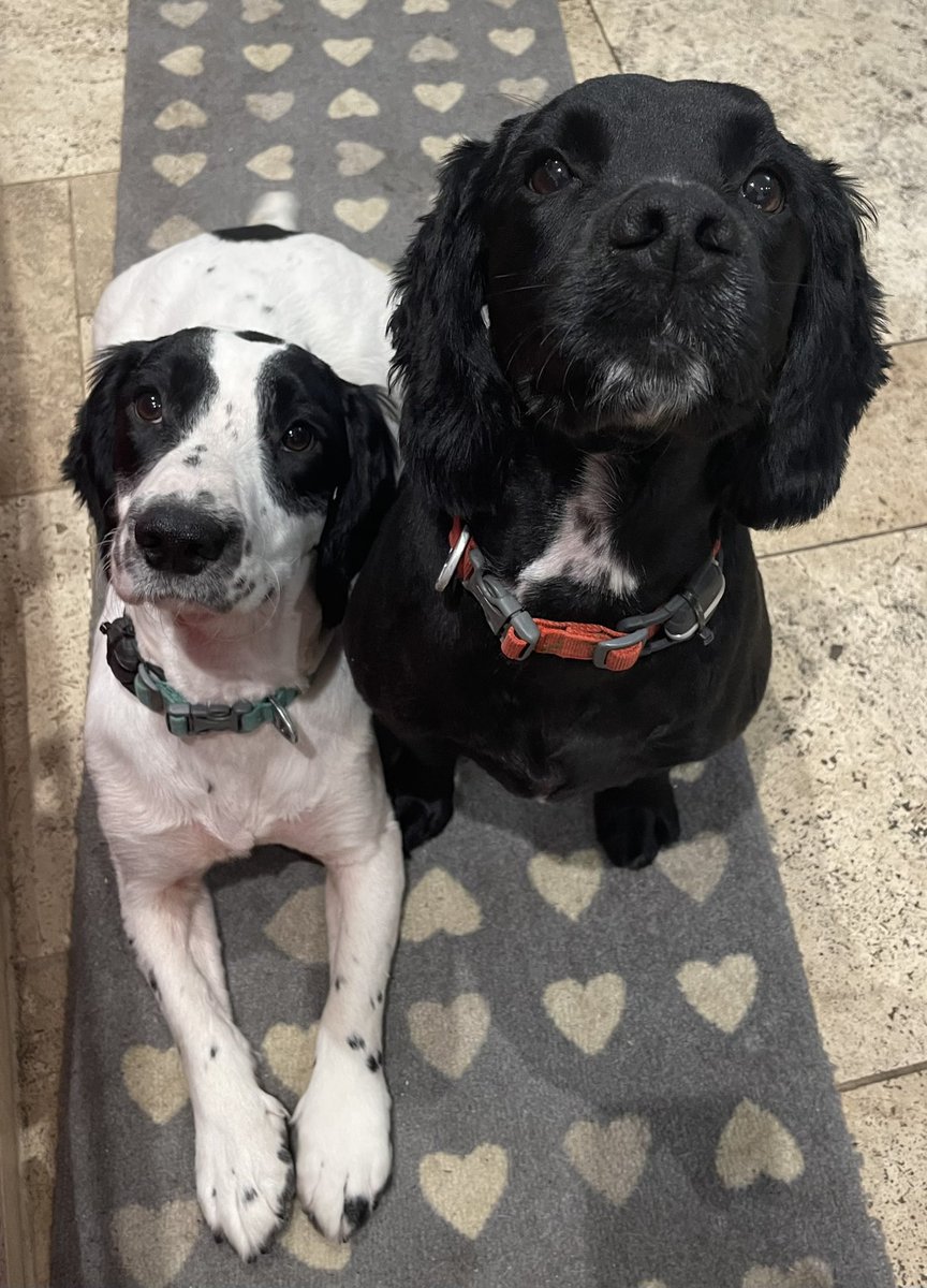 Post groom photos. We are gorgeous. #dogsoftwitter #DogsofTwittter #dogsofx