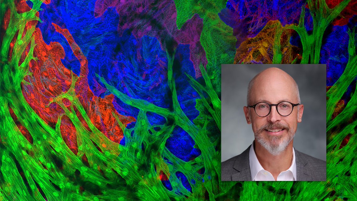 Heart regeneration pioneer @Ken_Poss_Lab to join @UWMadisonCRB @Morgridge_Inst. Poss credits UW's breadth of excellence, exciting possibilities advancing stem cell medicine, and continuing work revealing mechanisms of regeneration. morgridge.org/story/heart-re…