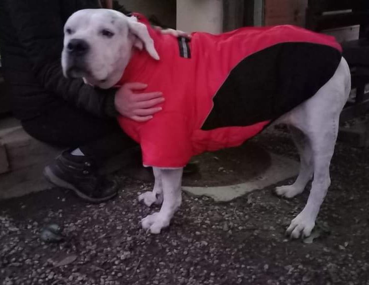 Eva 💔 Eva ormai è vecchietta, è chiusa in 1 box di canile. Riusciamo a trovare per lei una casa, farla sentire amata per i pochi anni che ha ancora da vivere? La sua dolcezza è disarmante...
Si trova presso il Rifugio di Via Olmi  (Pietrasanta, Lucca).
 Per info tel 339-3629315