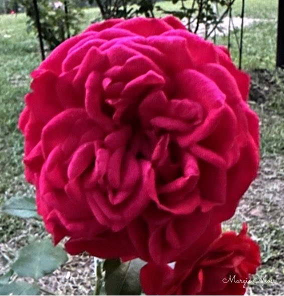 Happy #RoseWednesday everyone. This is a throwback of Out of Rosenheim from last summer. Can’t wait to see new blooms. I hope you all have a safe and peaceful day. #GardeningTwitter #GardeningX #gardening