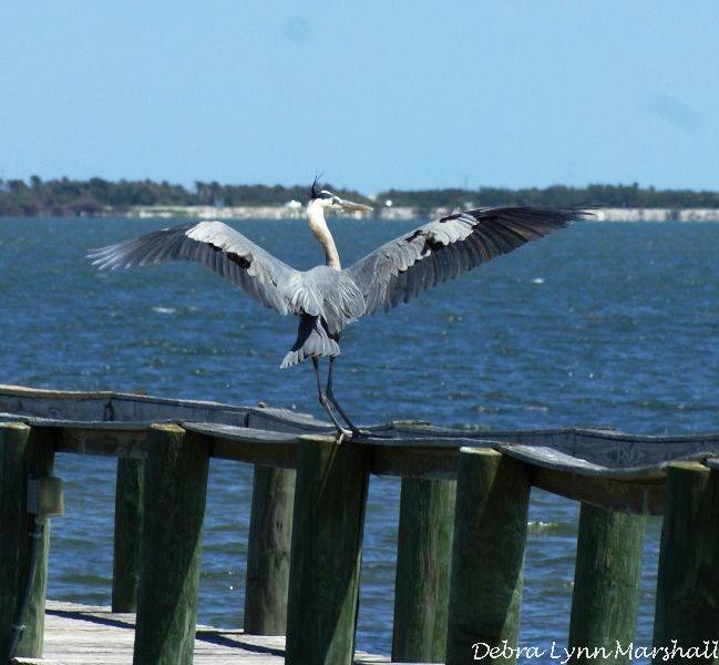 #GreyHeron #bird #big #beautiful #flight #flying #memories #river #Florida #LOVE #wildlife