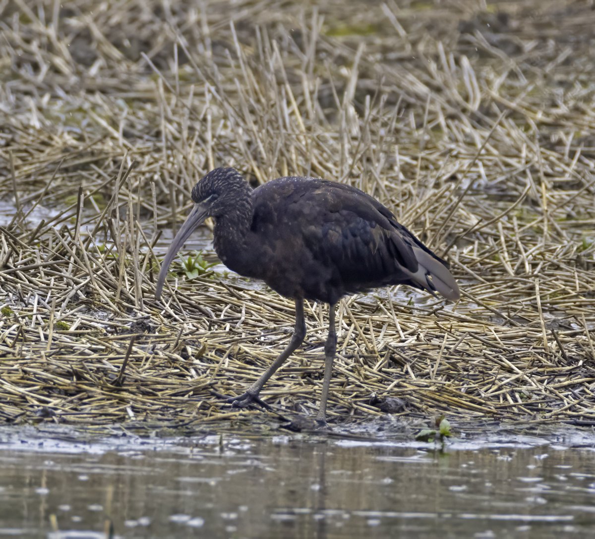 Glossy Ibis at Allerton Bywater nr RSPB Fairburn today @nybirdnews @FairburnBirders @RSPBAireValley