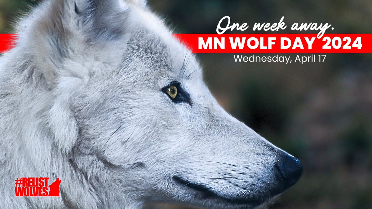 Minnesotan Wolf Advocates: In one week, #RelistWolves partner, @‌howling4wolves will host #WolfDay at the Minnesota State Capitol for Minnesotan wolf supporters to come together and encourage Minnesotan lawmakers to #BanWolfHunting! Register now at bit.ly/wolfday24