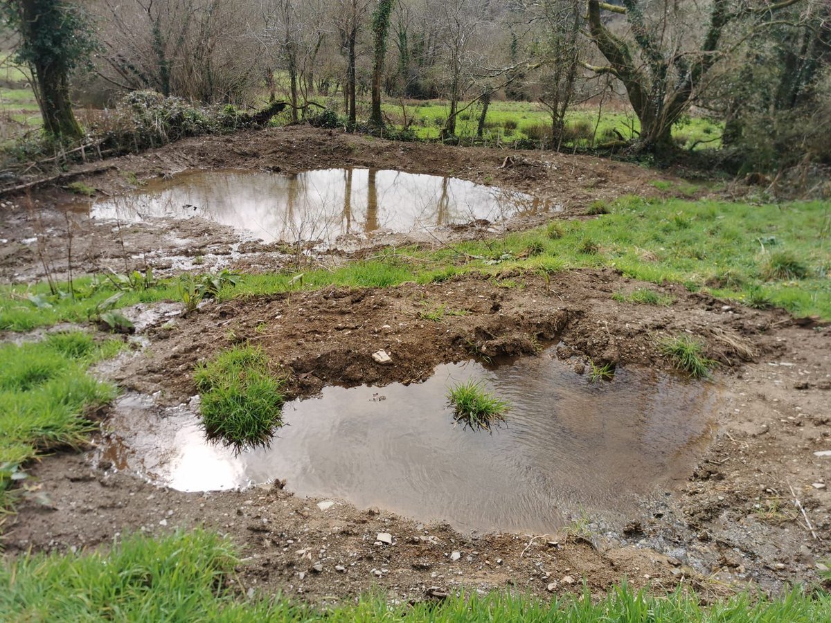 Scrapes are shallow ponds, less than 1m in depth, which hold rain or flood water seasonally but stay damp for most of the year. These were made by DWT's #UpstreamThinking team as part of their #NaturalFloodManagement work. 📷 David from DWT #NaturalSolutions @SouthWestWater