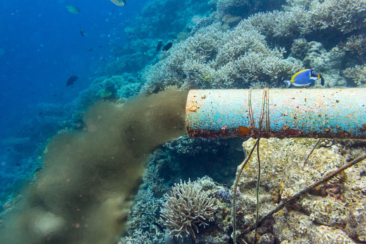 According to the World Bank, 80% of #marinepollution in the #CaribbeanSea results from the “discharge of solids and liquids from land-based sources'

Over 3/4 of the contamination in the Caribbean Sea is due to human activity on land! 🌊

Read more 👉 buff.ly/4anO3w0