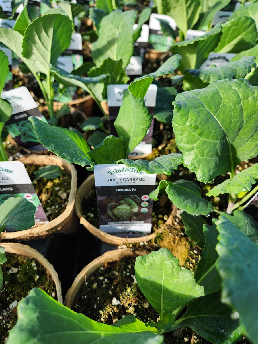 TriedTruePlants's tweet photo. Beautiful day to plant some veggies. What are you planting?
#cabbage #veggies #garden #gardening #vegetables #vegetable #vegan #plant #spring #vegetablegarden #urbangarden #plantas #planta #plante #vegetarian #GardeningX #food #nature #gardens https://t.co/ld64swgVGh