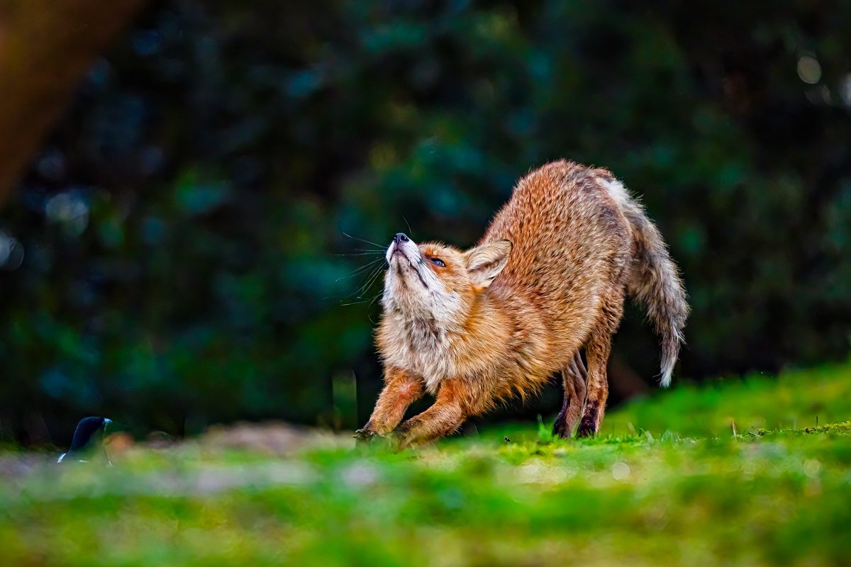 Fox Yoga ‘Downward Dog’ #FoxOfTheDay #Fox #NatureBeauty #Yoga #wildlifephotography #Dorset @ChrisGPackham @DorsetWildlife @Bournemouthecho @WYP_CNewsome @urbanfoxwatch @BBCSpringwatch