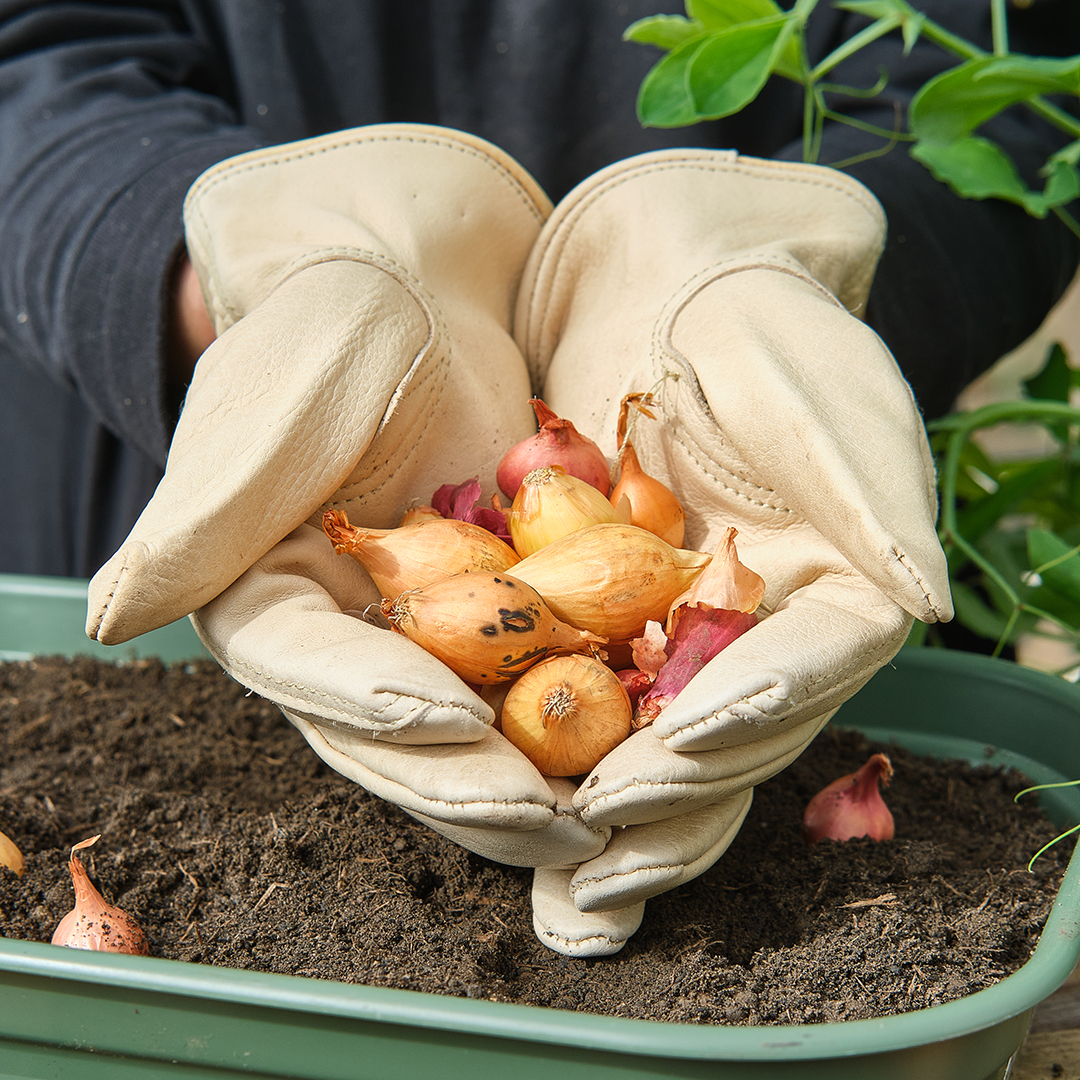 Check out our new offers on spring plants 🤩 Get 50% off young plants, seed potatoes and shallot & onion packs to help make your growing dreams come true 🥔🌱🧅​ Shop in-store and online: brnw.ch/21wIHc5