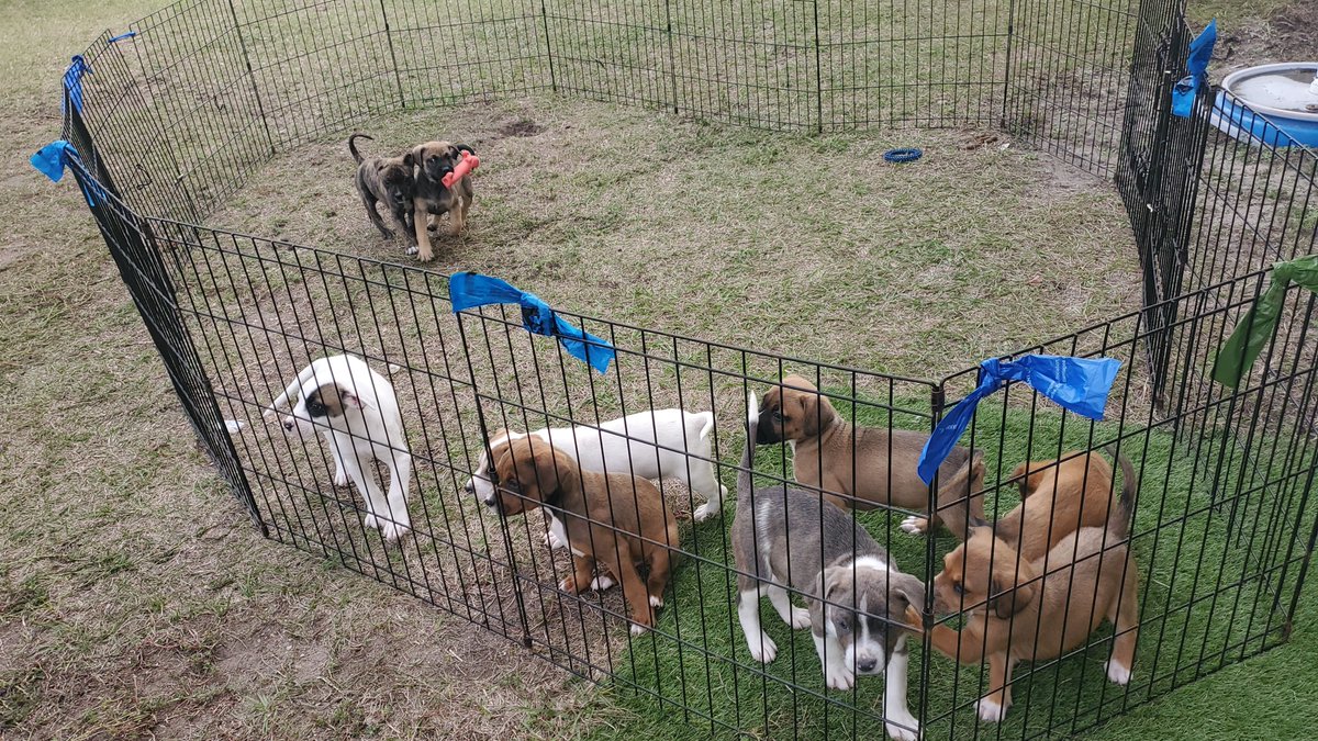 What happens when caring souls come together for 9 orphaned pups? They give them hope! Jessica & Lori bottle-fed the pups after they arrived w/o a mom. Pilot Sarah& hubby flew them& dog Brody to Puppy Pleasers Rescue--a freedom flight full of puppy love!💕See FB/IG for more pics!